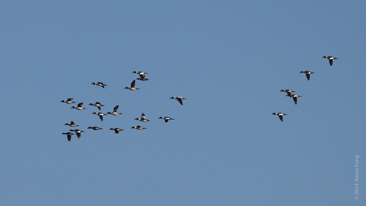 Common Goldeneye - ML620624336