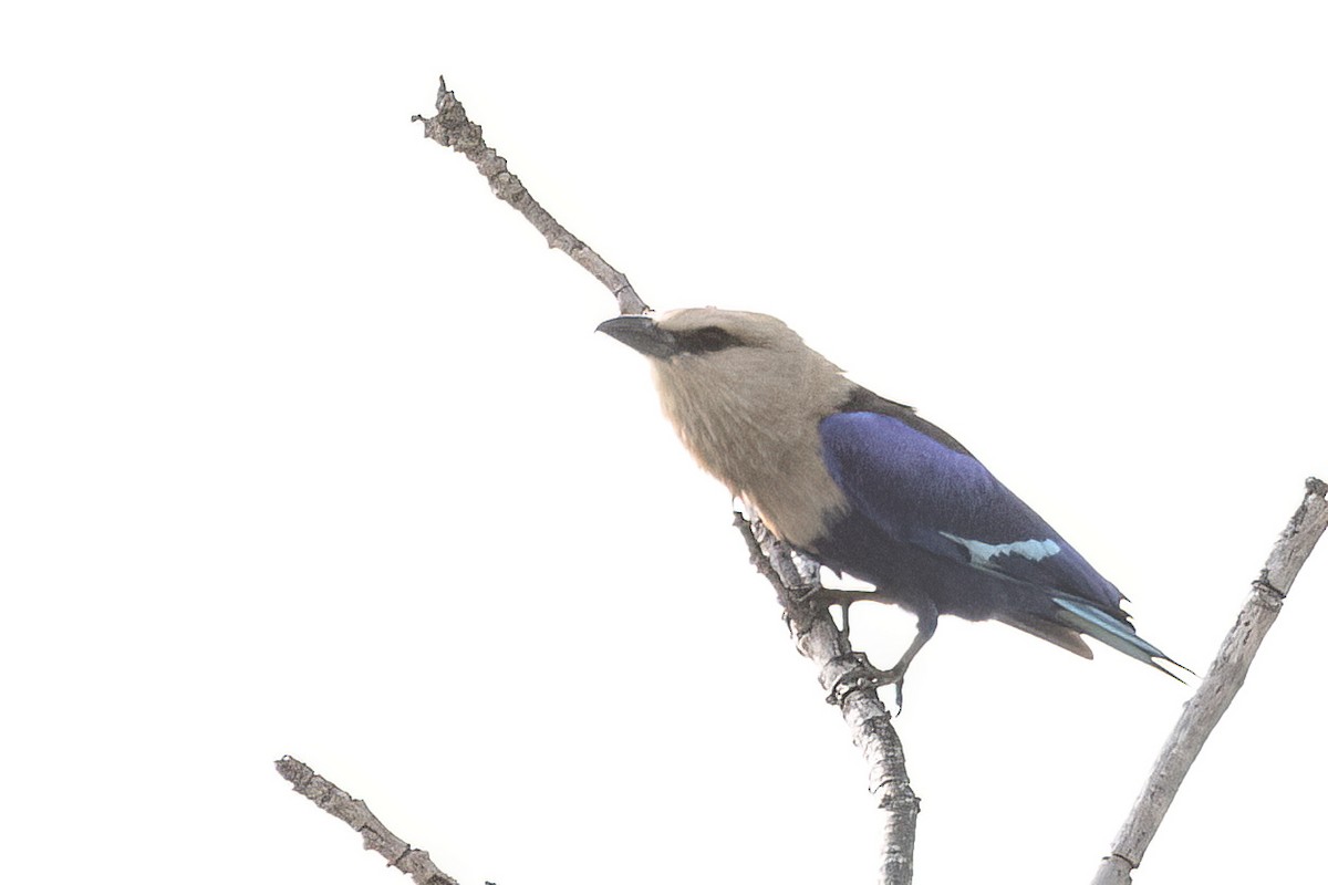 Blue-bellied Roller - ML620624337