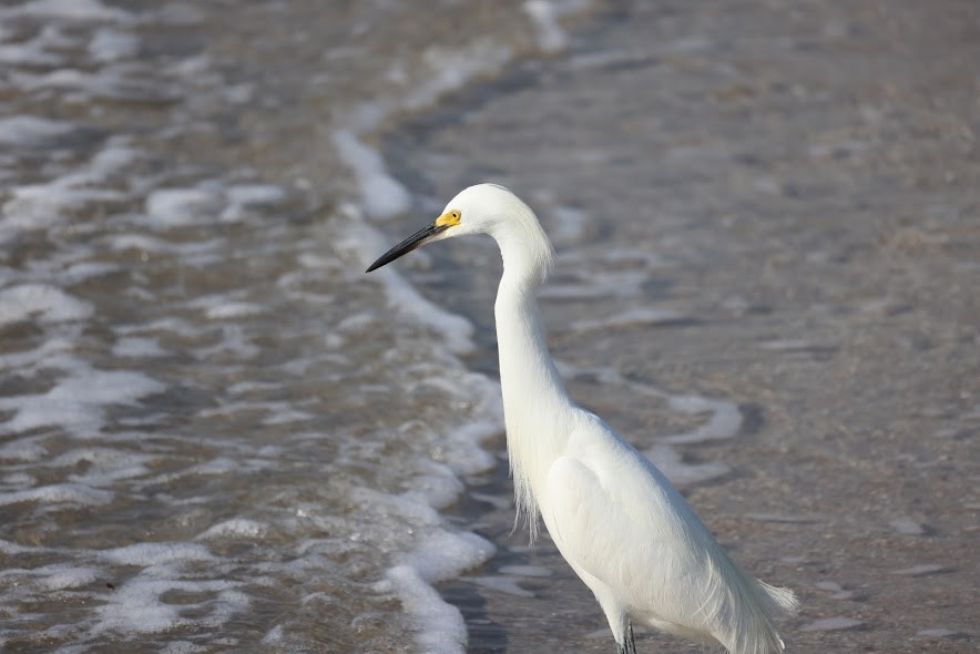 Snowy Egret - ML620624338