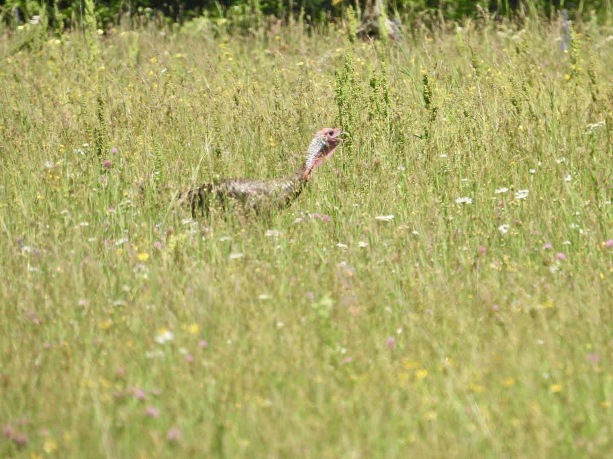 Wild Turkey - ML620624342