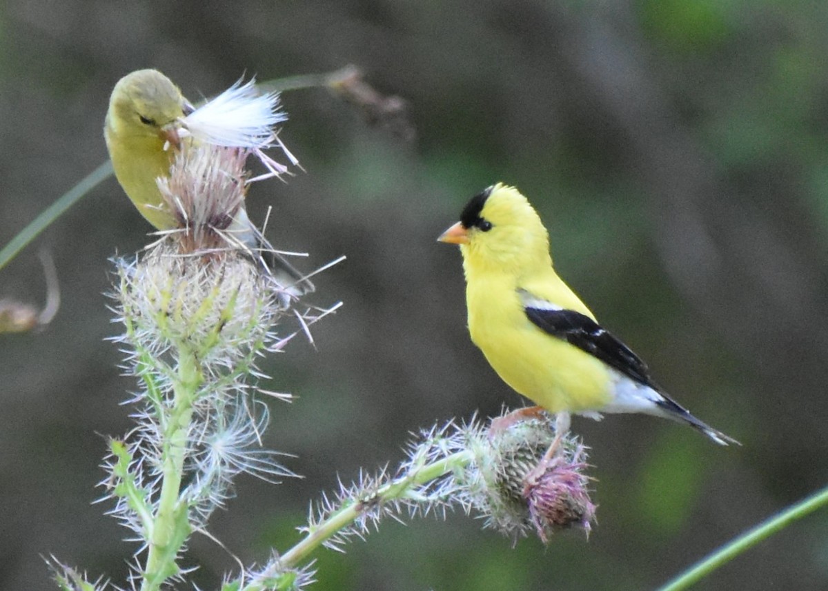 American Goldfinch - ML620624343