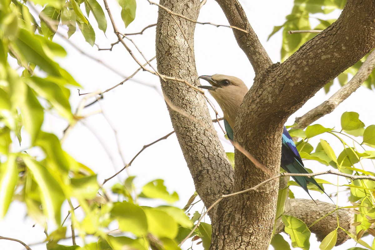 Blue-bellied Roller - ML620624346