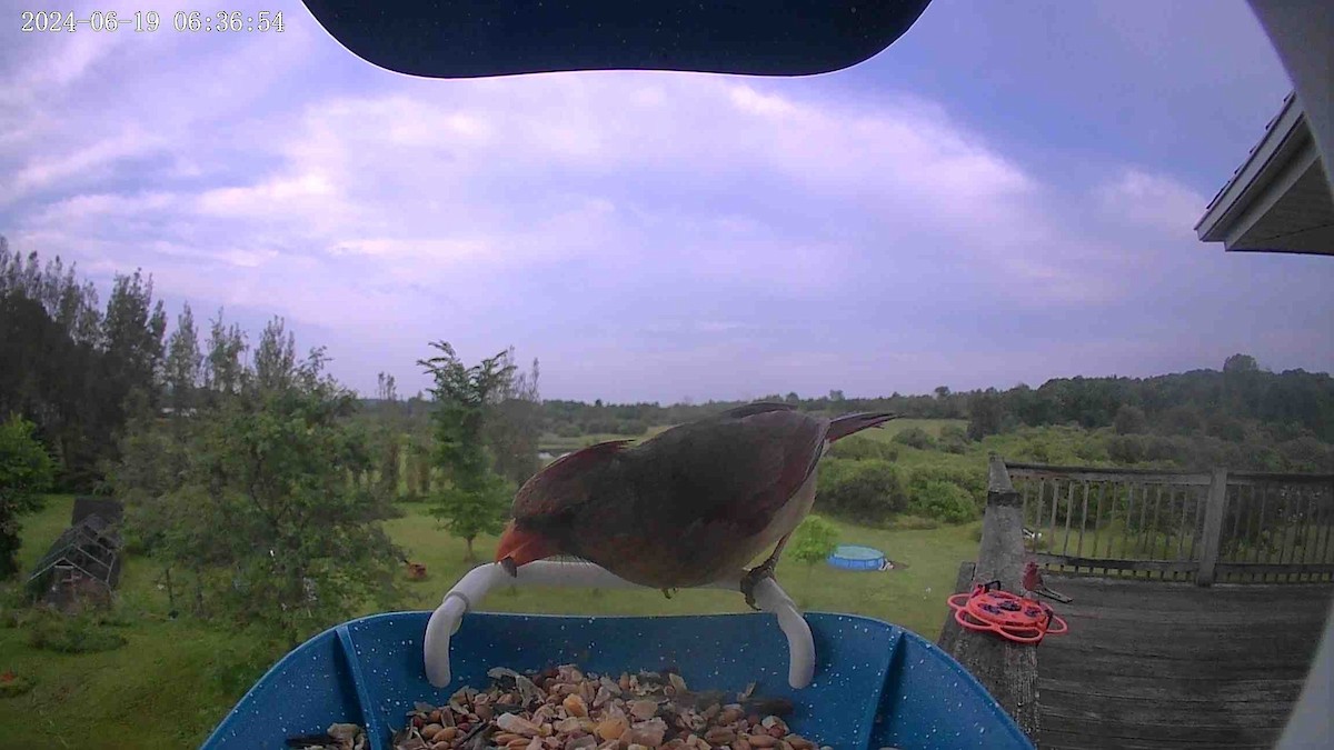 Northern Cardinal - ML620624354