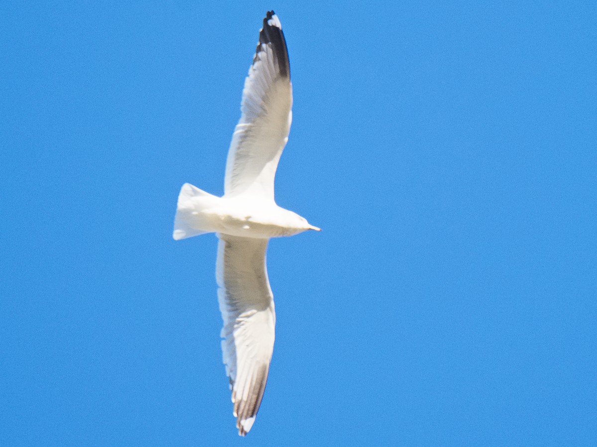 Ring-billed Gull - ML620624356