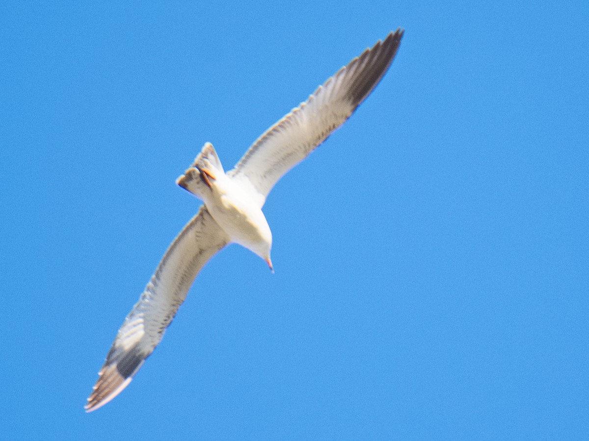 Ring-billed Gull - ML620624360