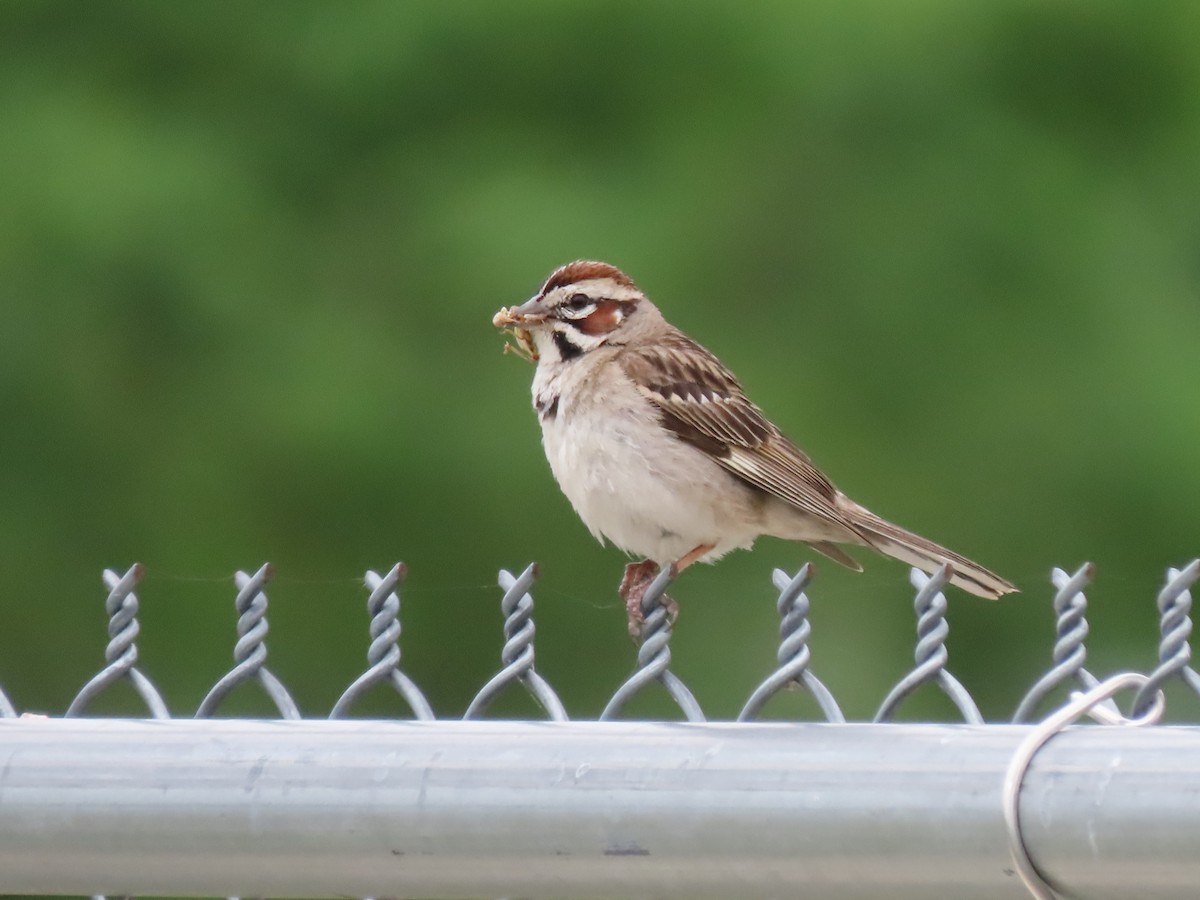 Lark Sparrow - ML620624361