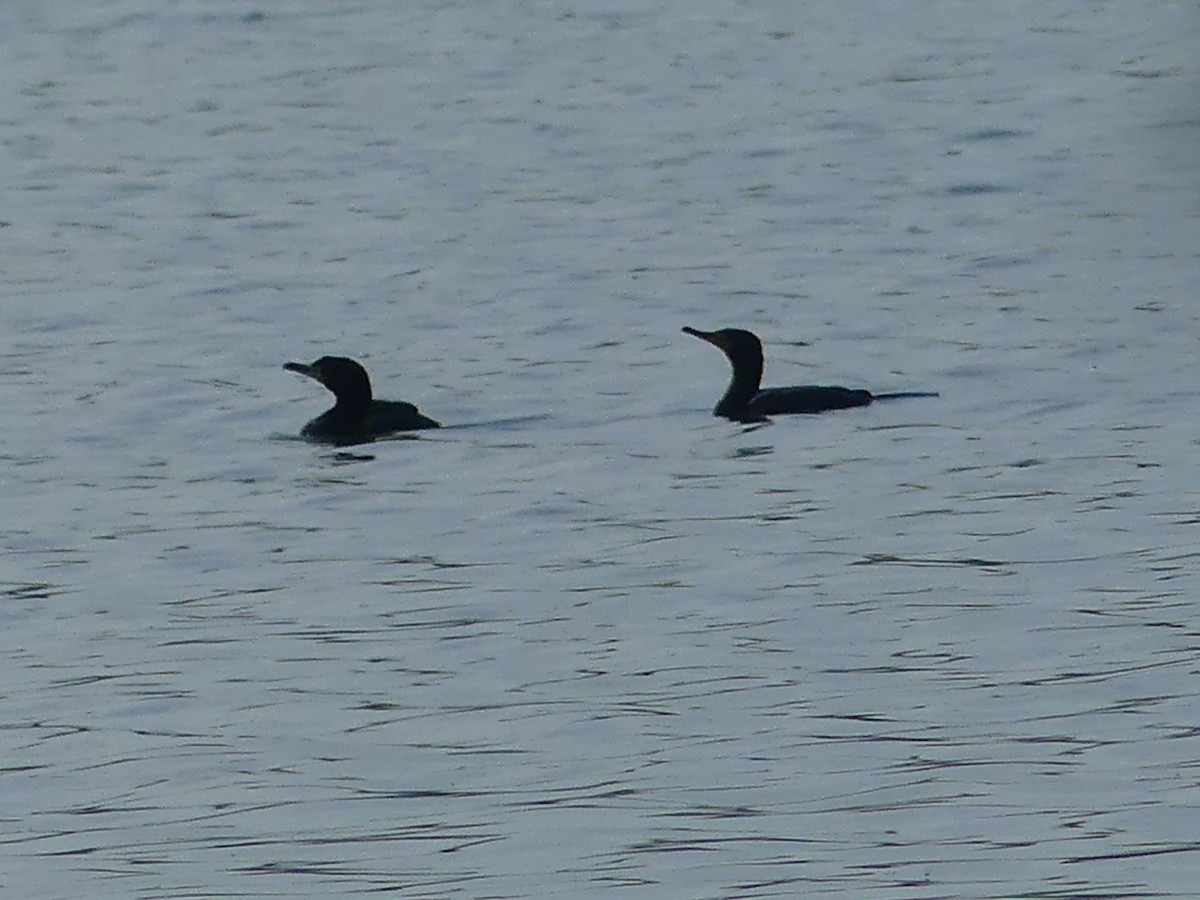 Double-crested Cormorant - ML620624363