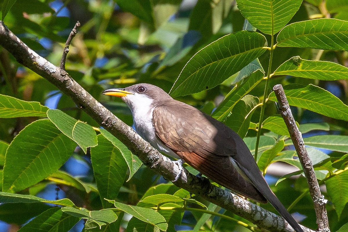 Yellow-billed Cuckoo - ML620624364