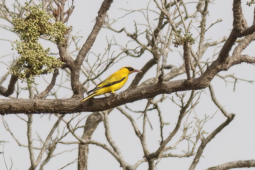 African Golden Oriole - ML620624366