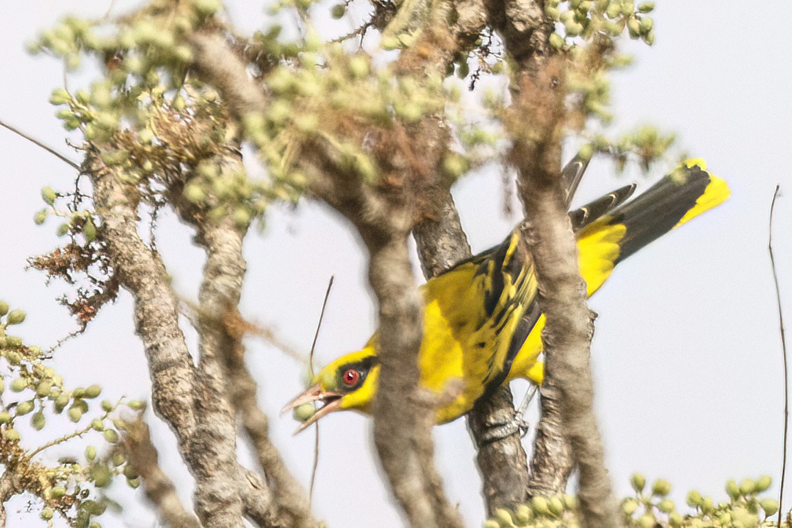 African Golden Oriole - ML620624372