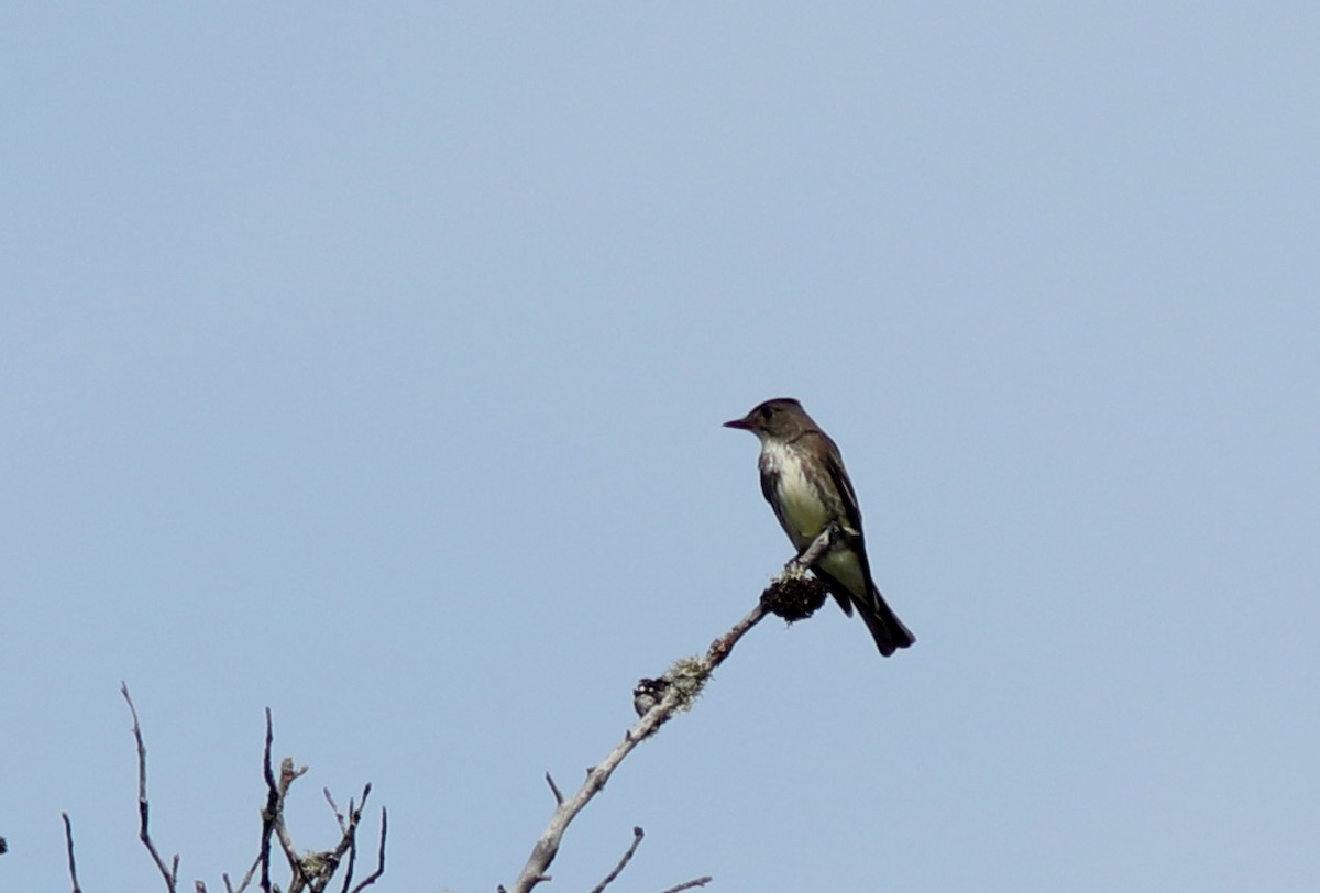 Olive-sided Flycatcher - ML620624374