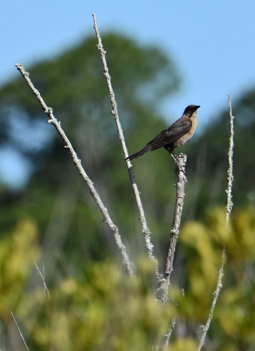 Boat-tailed Grackle - ML620624376