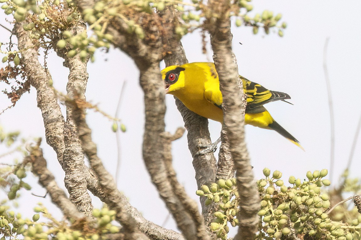 African Golden Oriole - ML620624377