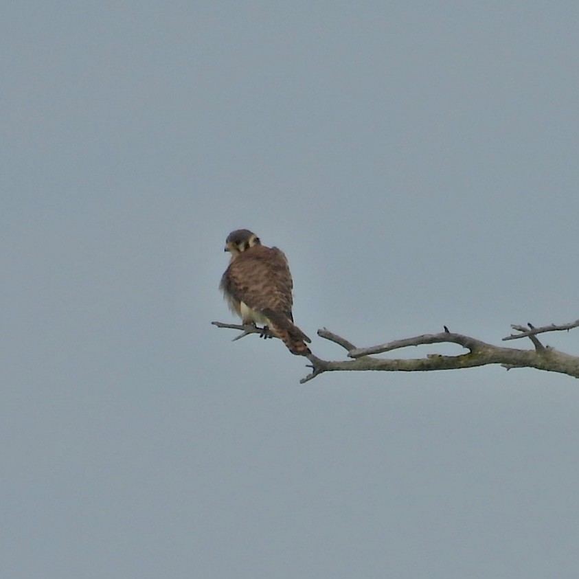 American Kestrel - ML620624378