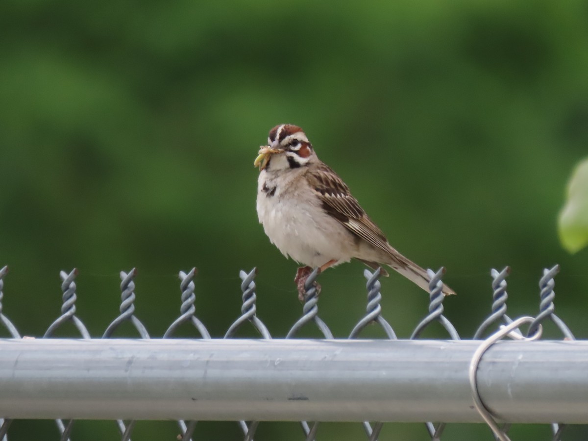 Lark Sparrow - ML620624379