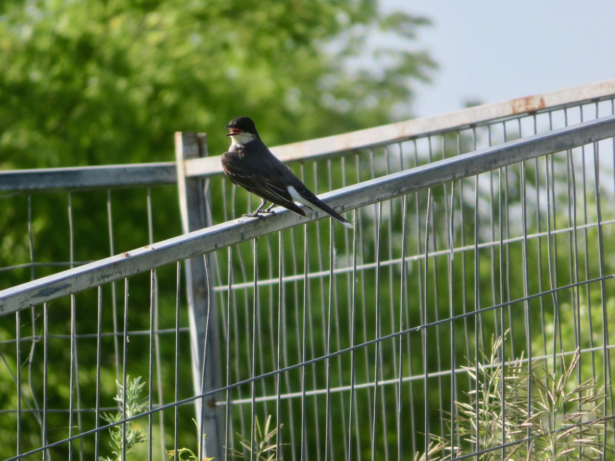 Eastern Kingbird - ML620624380