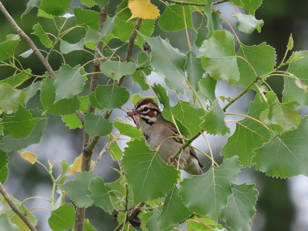 Lark Sparrow - ML620624381