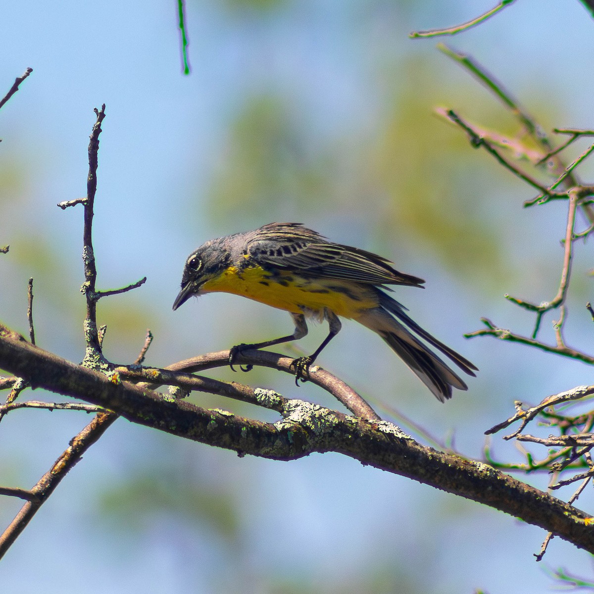 Kirtland's Warbler - ML620624382