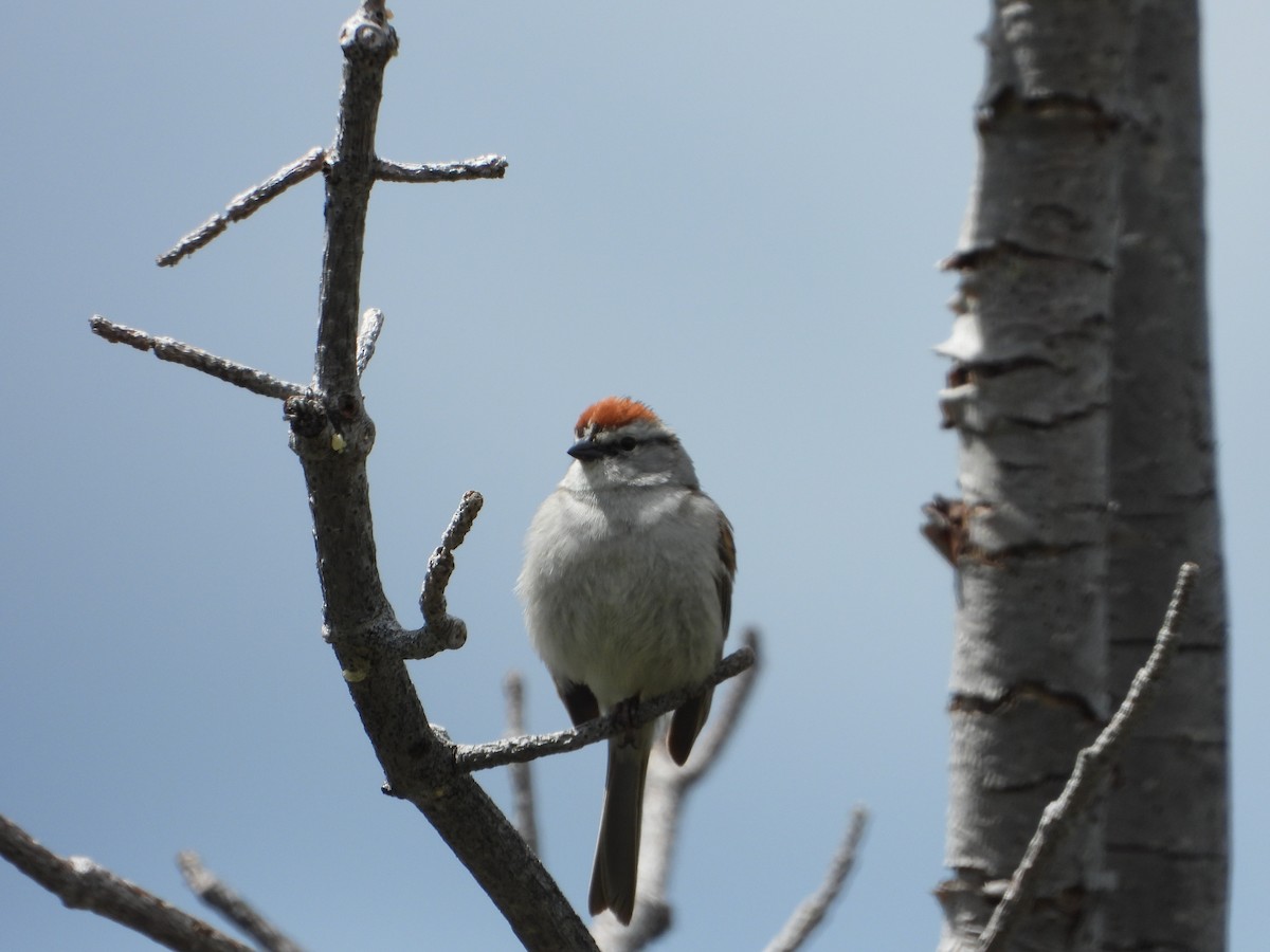 Chipping Sparrow - ML620624385