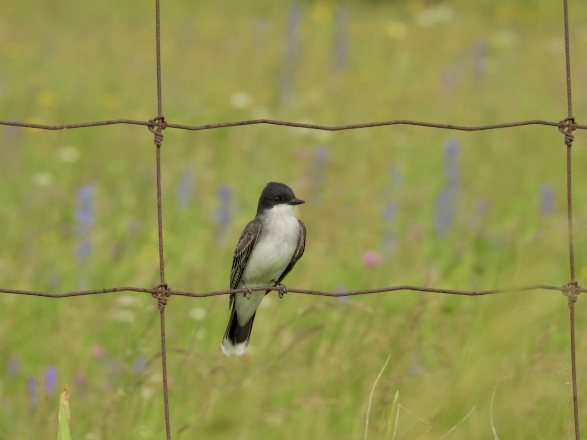 Eastern Kingbird - ML620624388