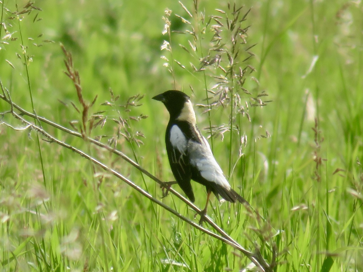 bobolink americký - ML620624393