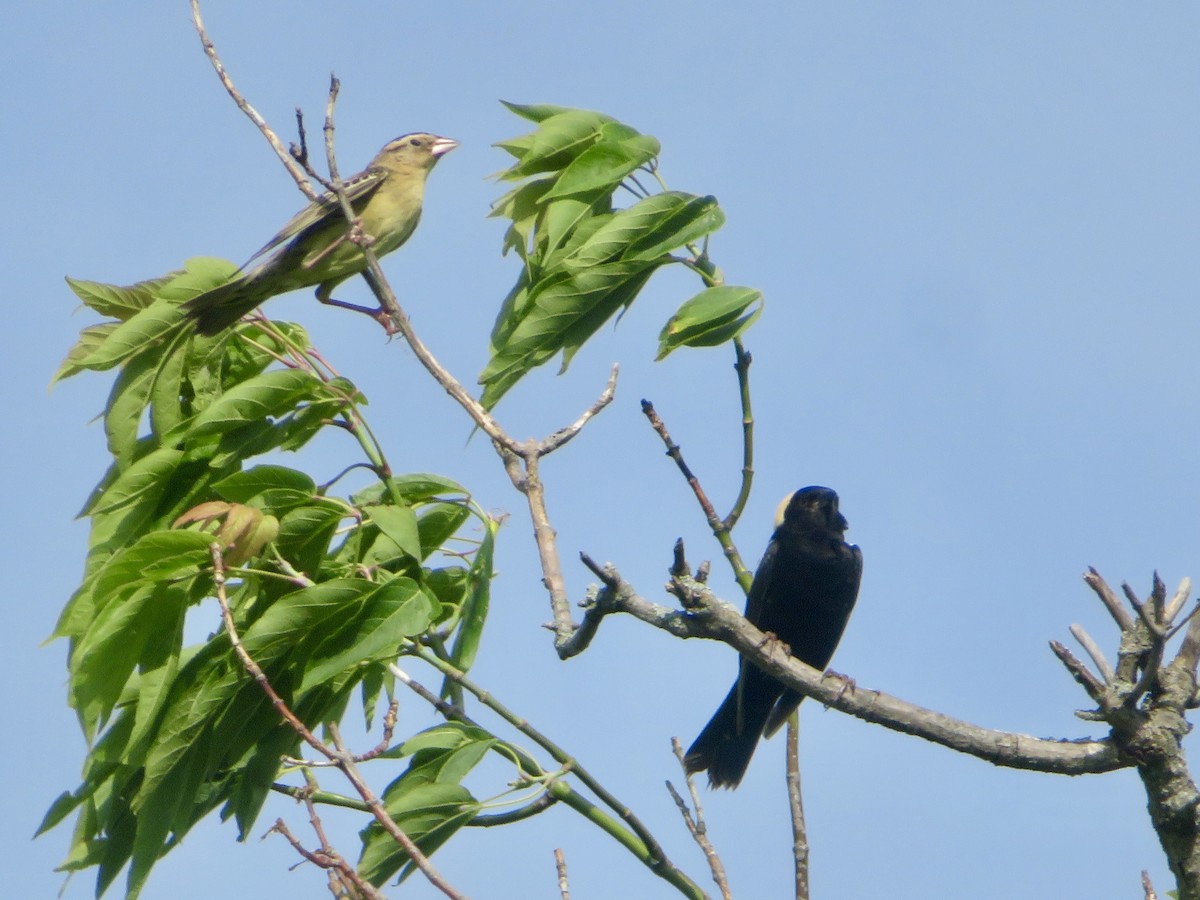 bobolink americký - ML620624394