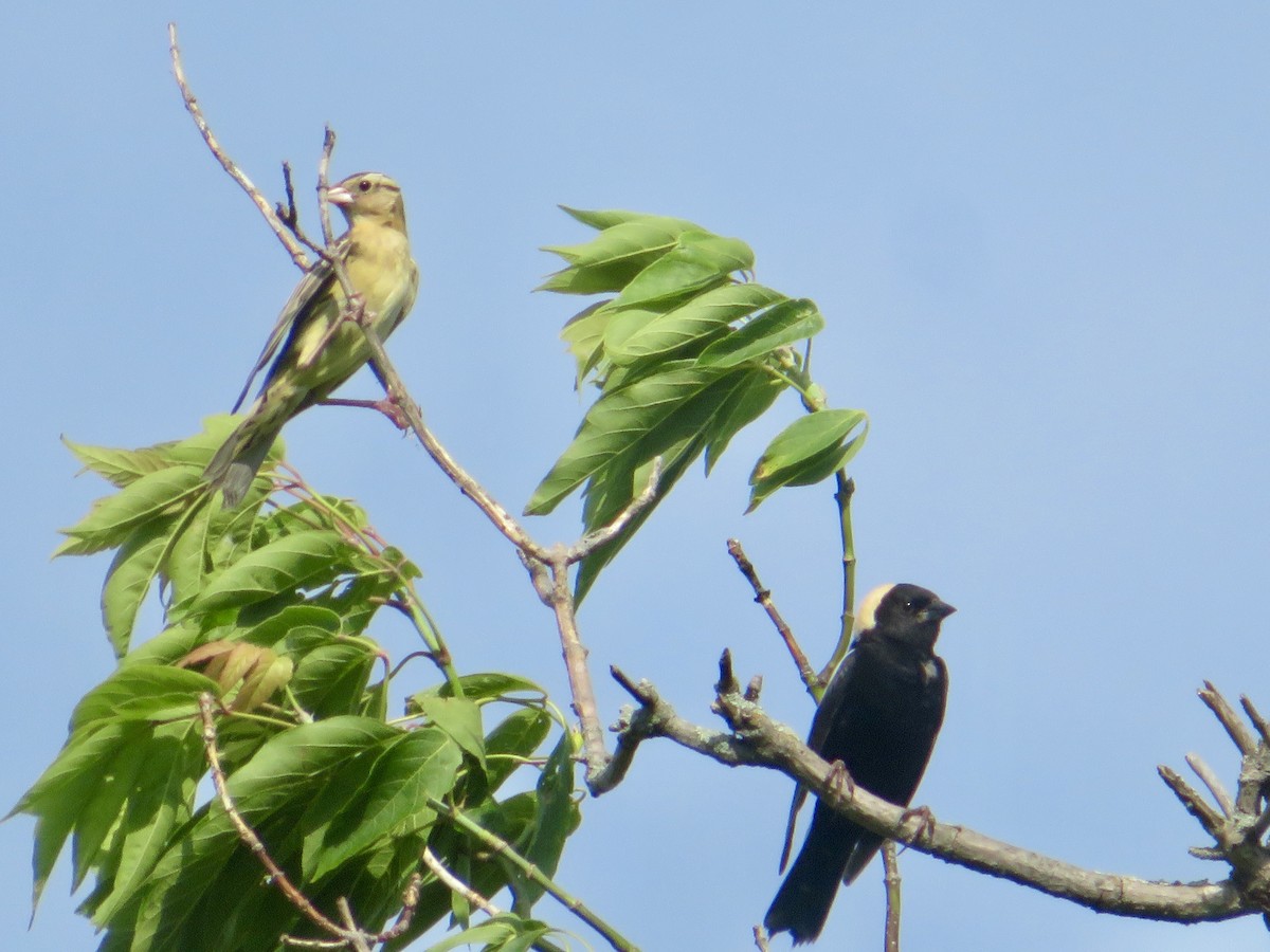 bobolink americký - ML620624395