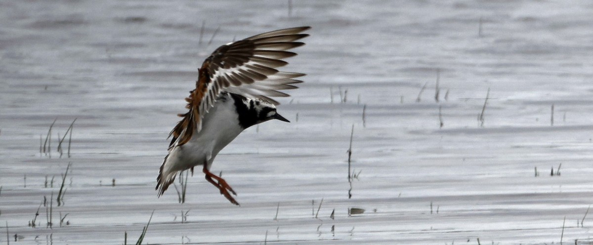 Ruddy Turnstone - ML620624396