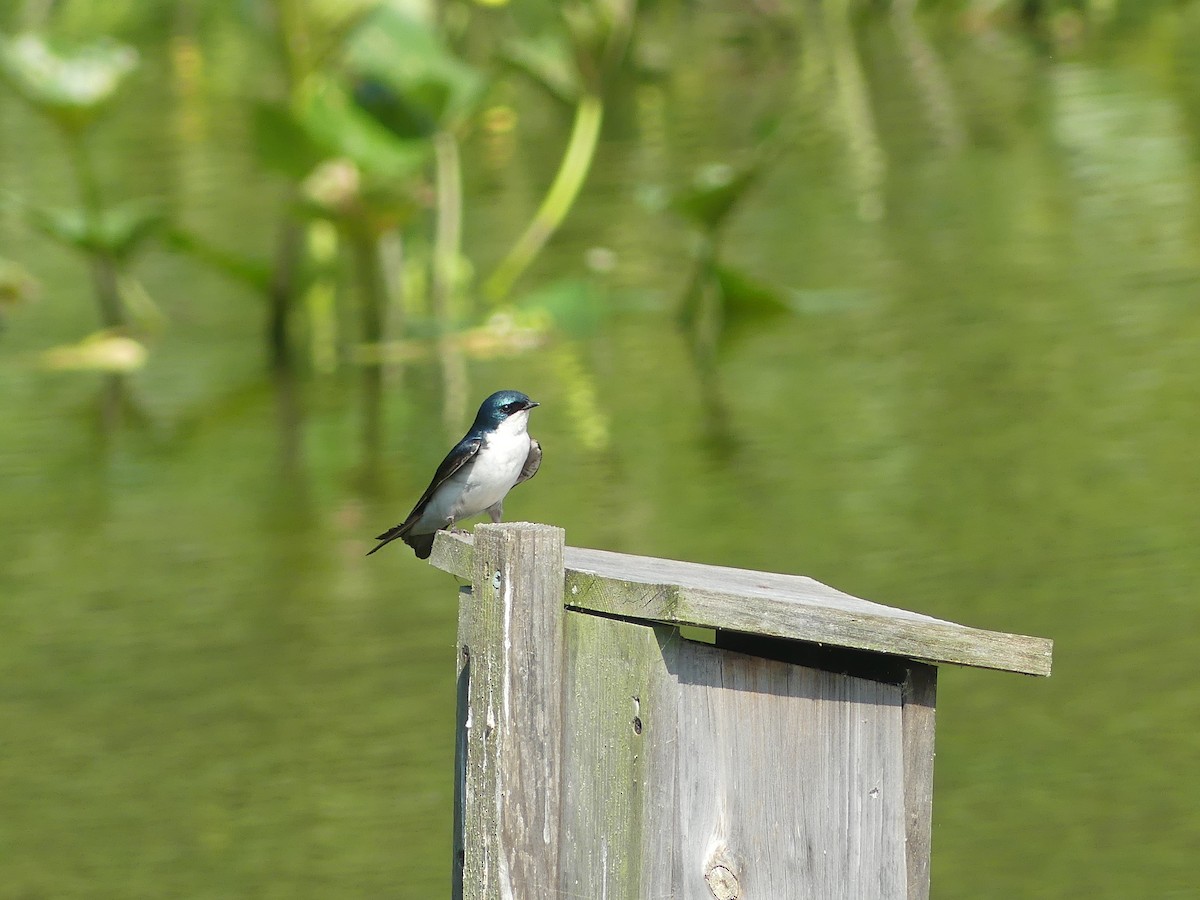 Golondrina Bicolor - ML620624397