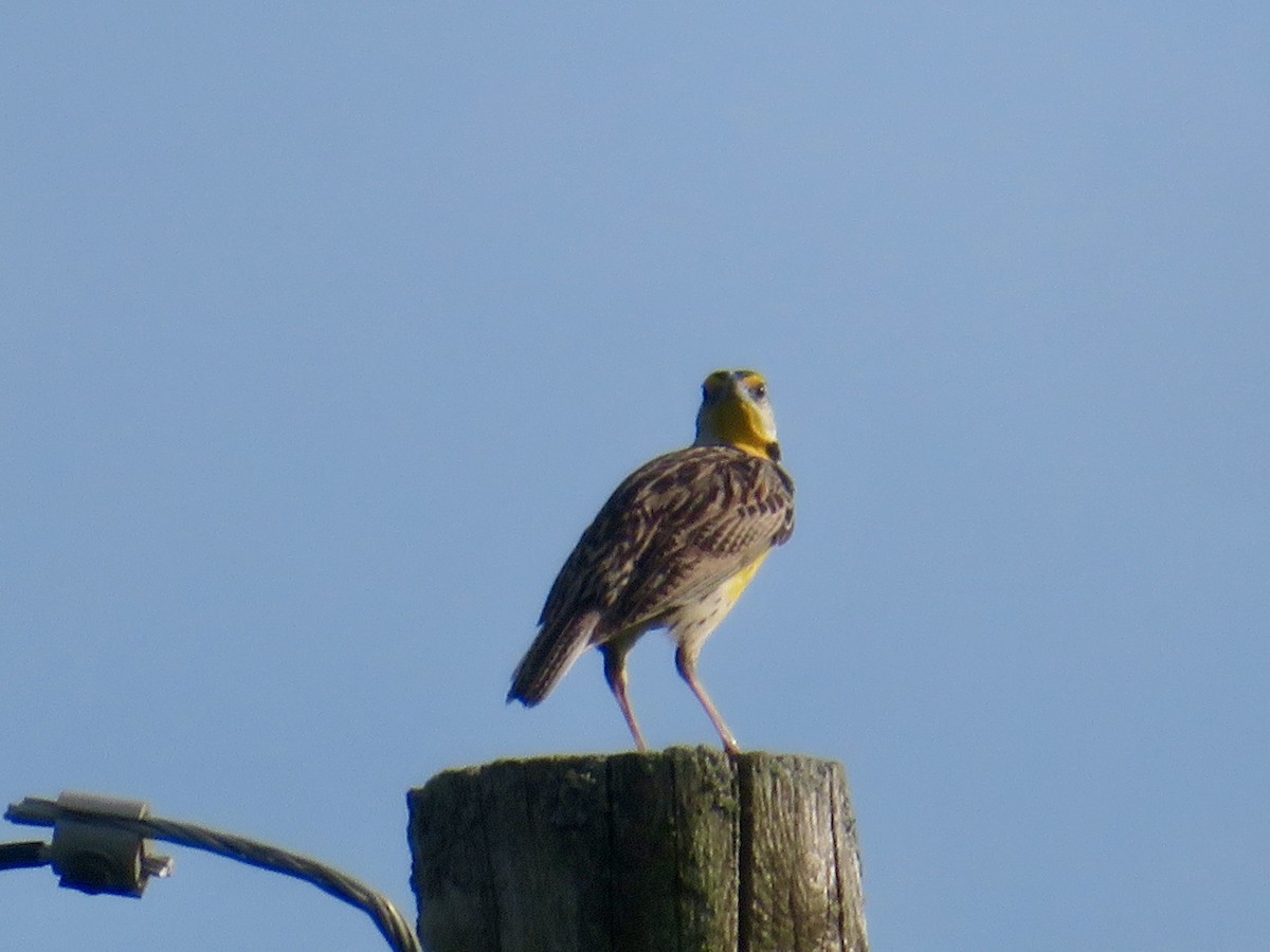 Eastern Meadowlark - ML620624398