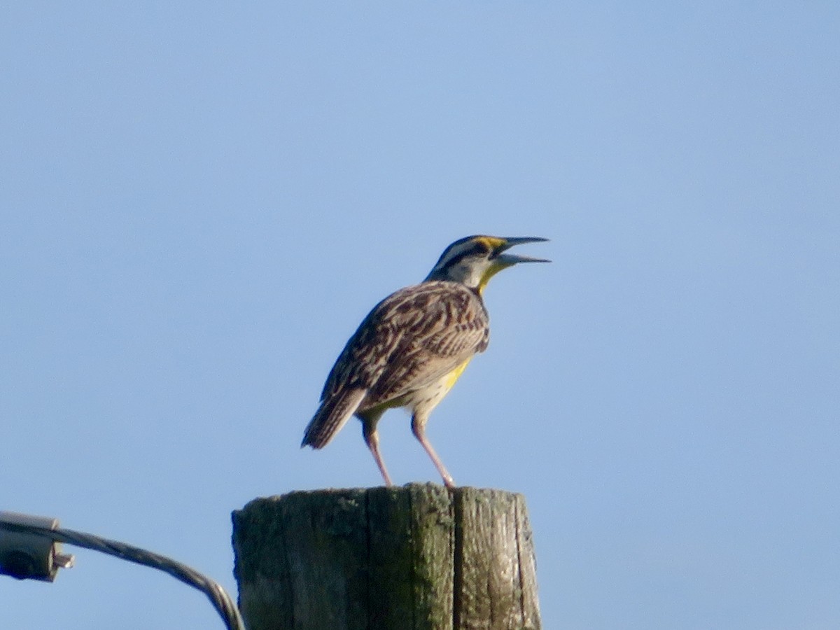 Eastern Meadowlark - ML620624399