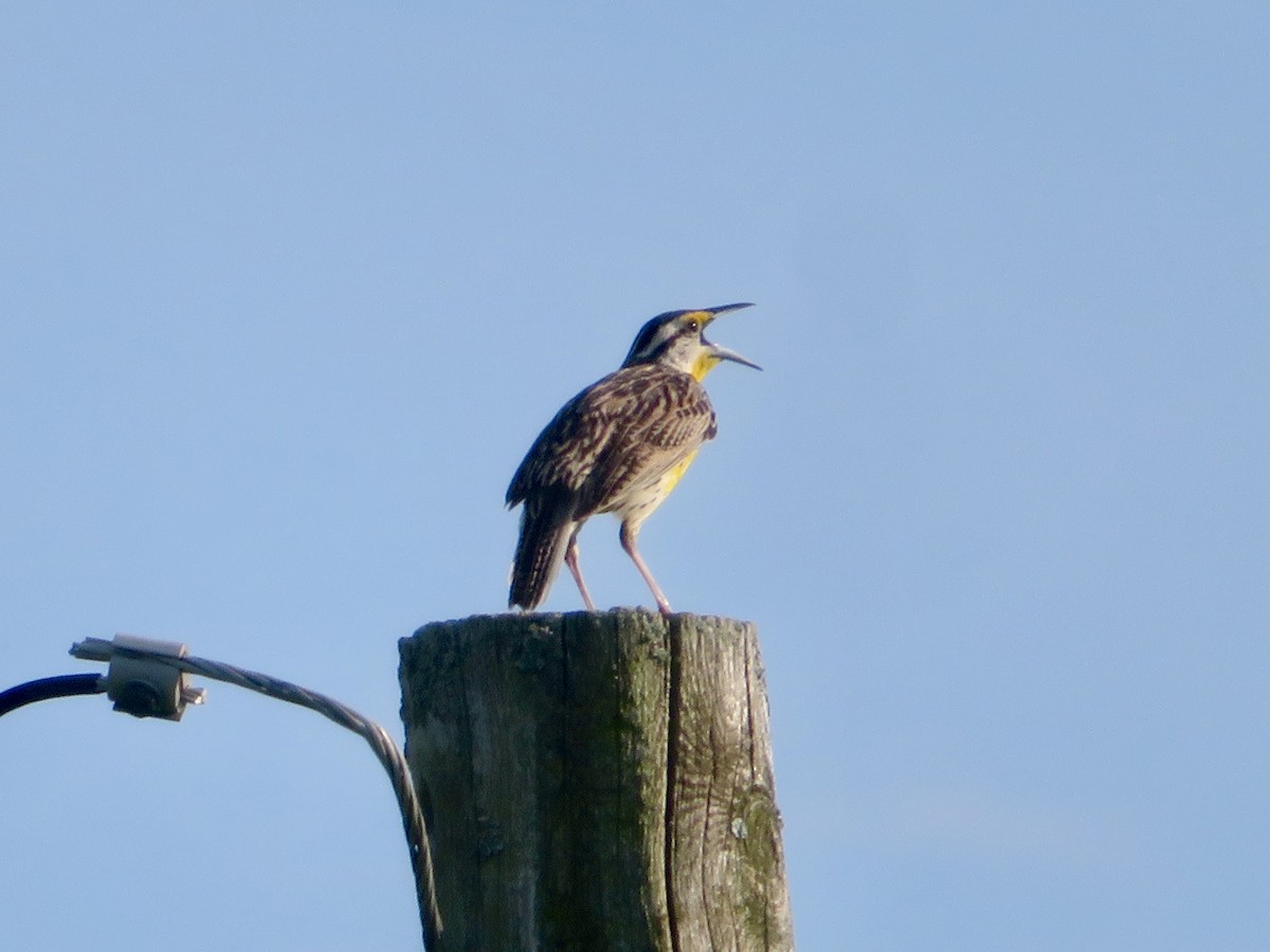 Eastern Meadowlark - ML620624400