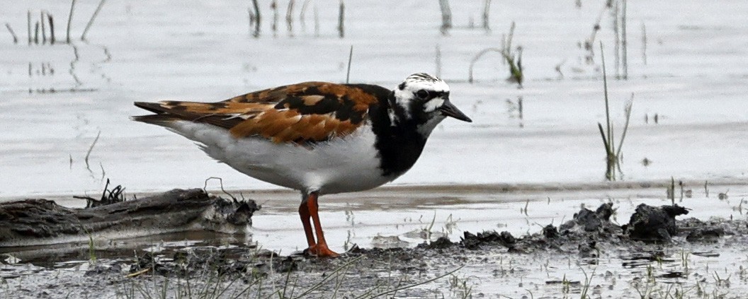 Ruddy Turnstone - ML620624402