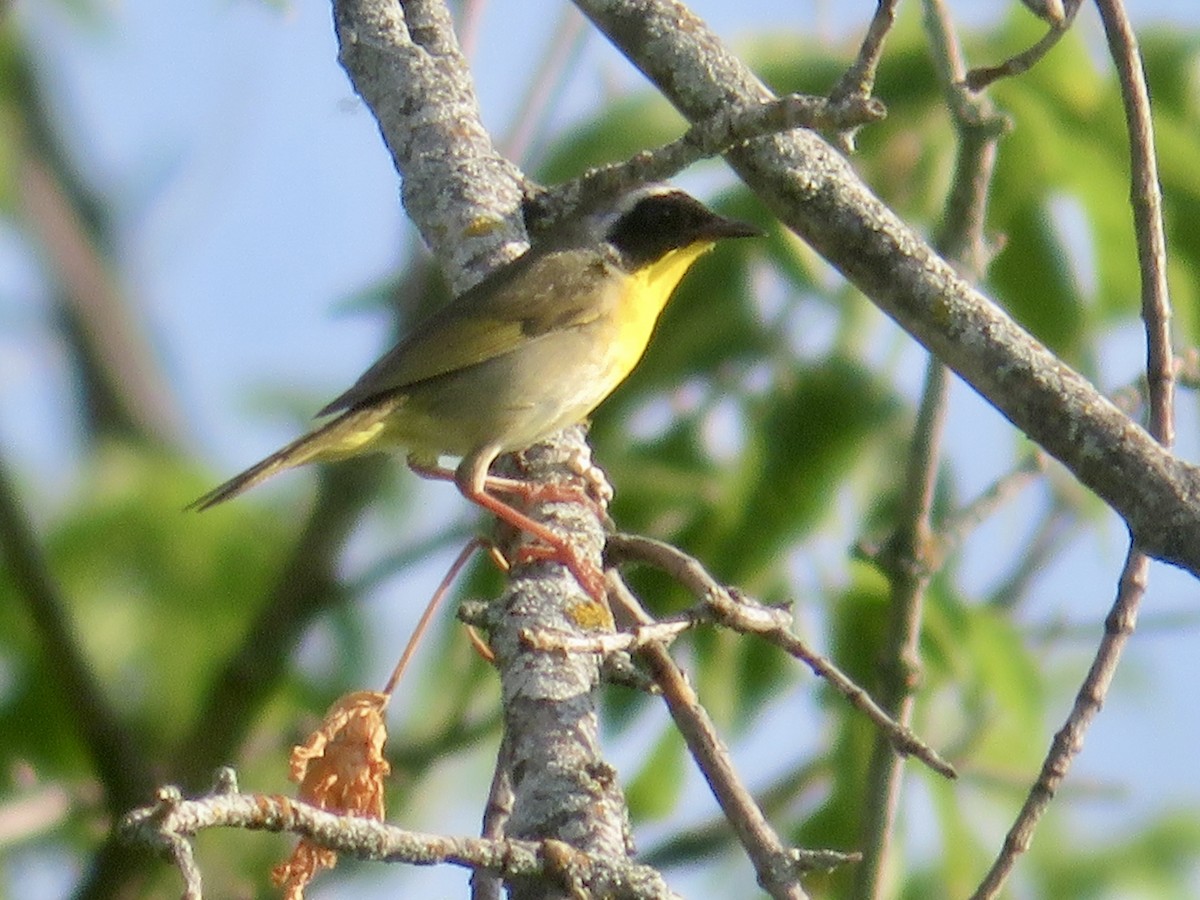 Common Yellowthroat - ML620624403