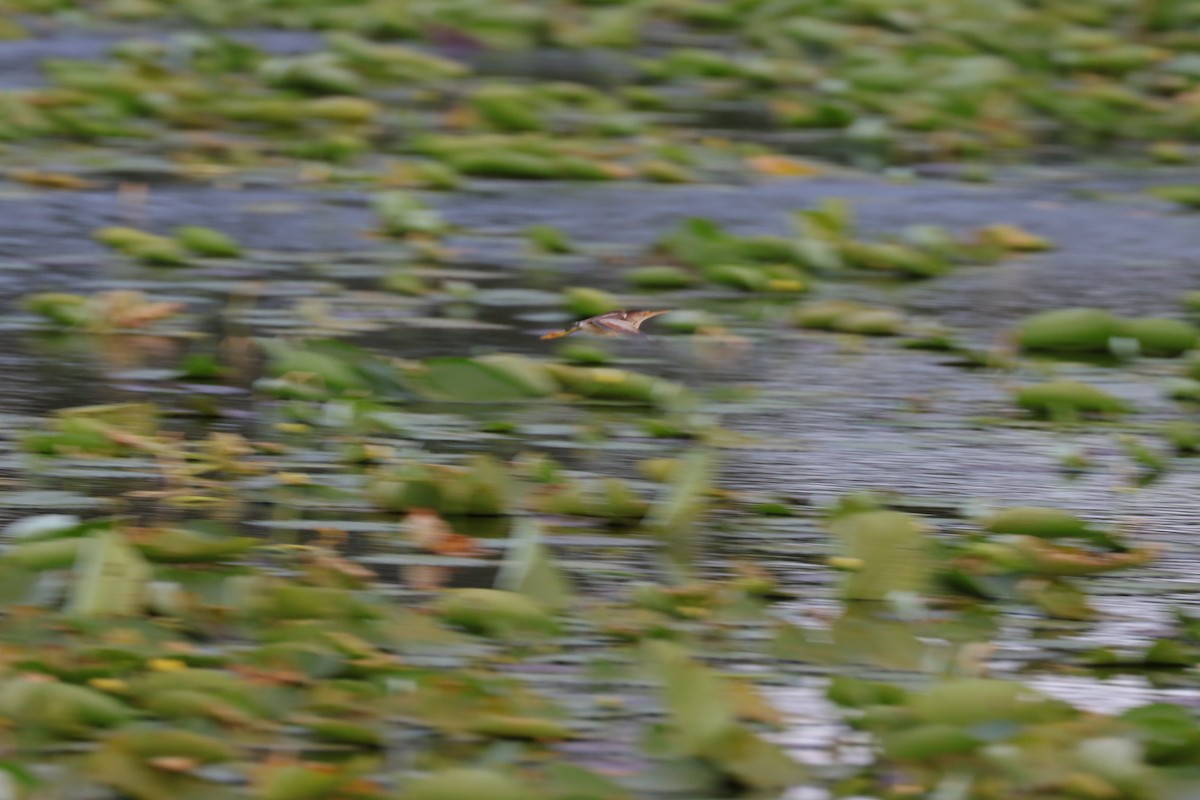 Least Bittern - ML620624404