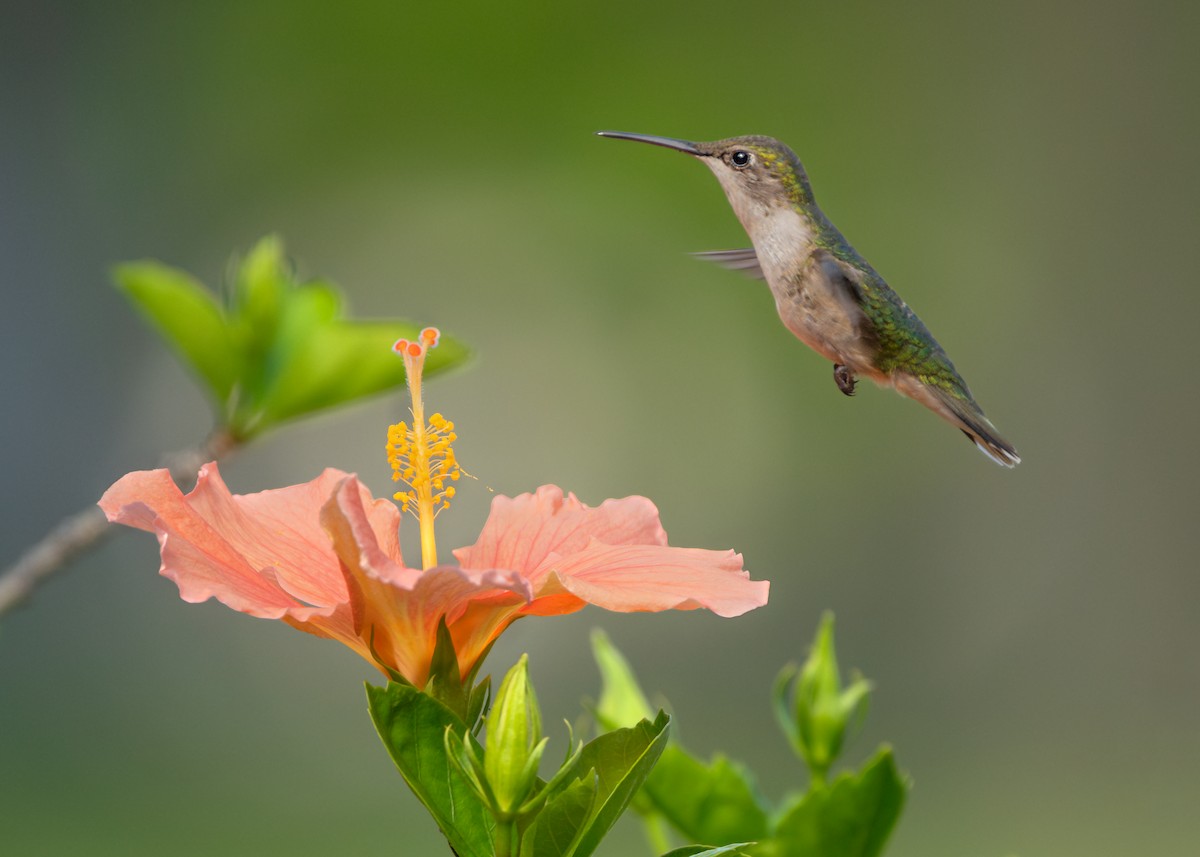 Colibrí Gorjirrubí - ML620624405