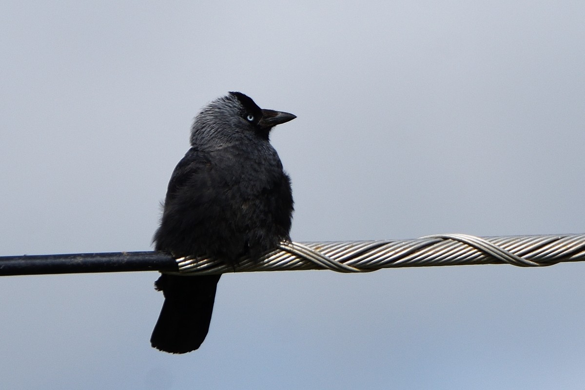 Eurasian Jackdaw - ML620624406