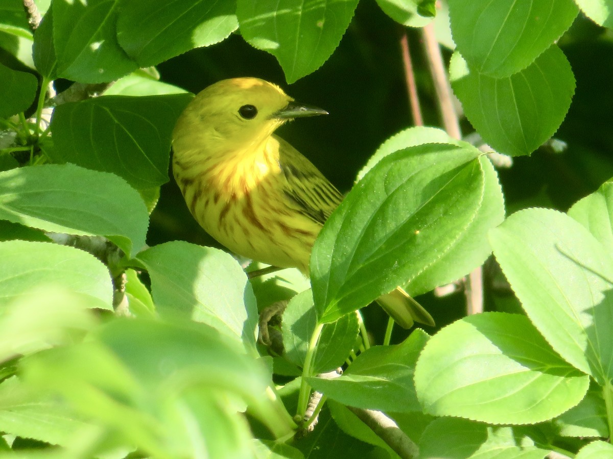 Yellow Warbler - ML620624407