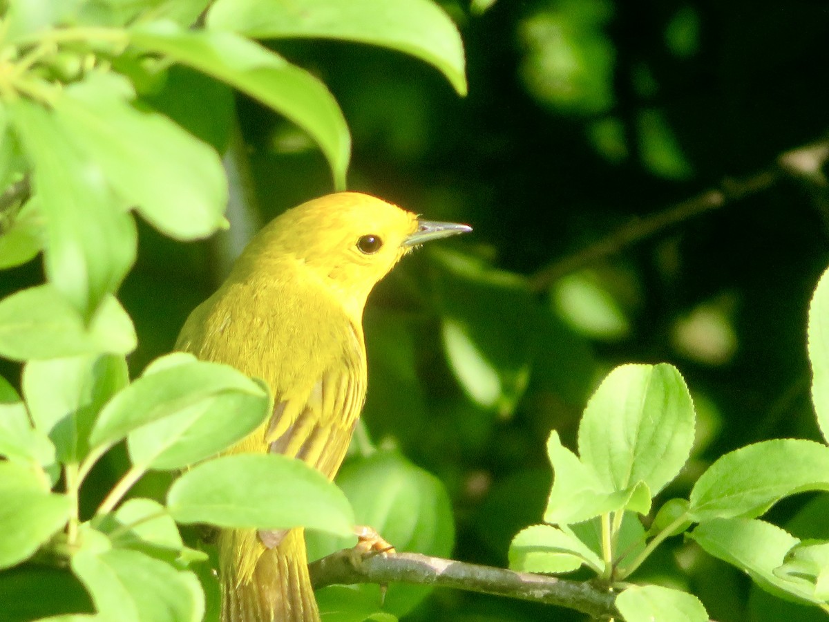 Yellow Warbler - ML620624409