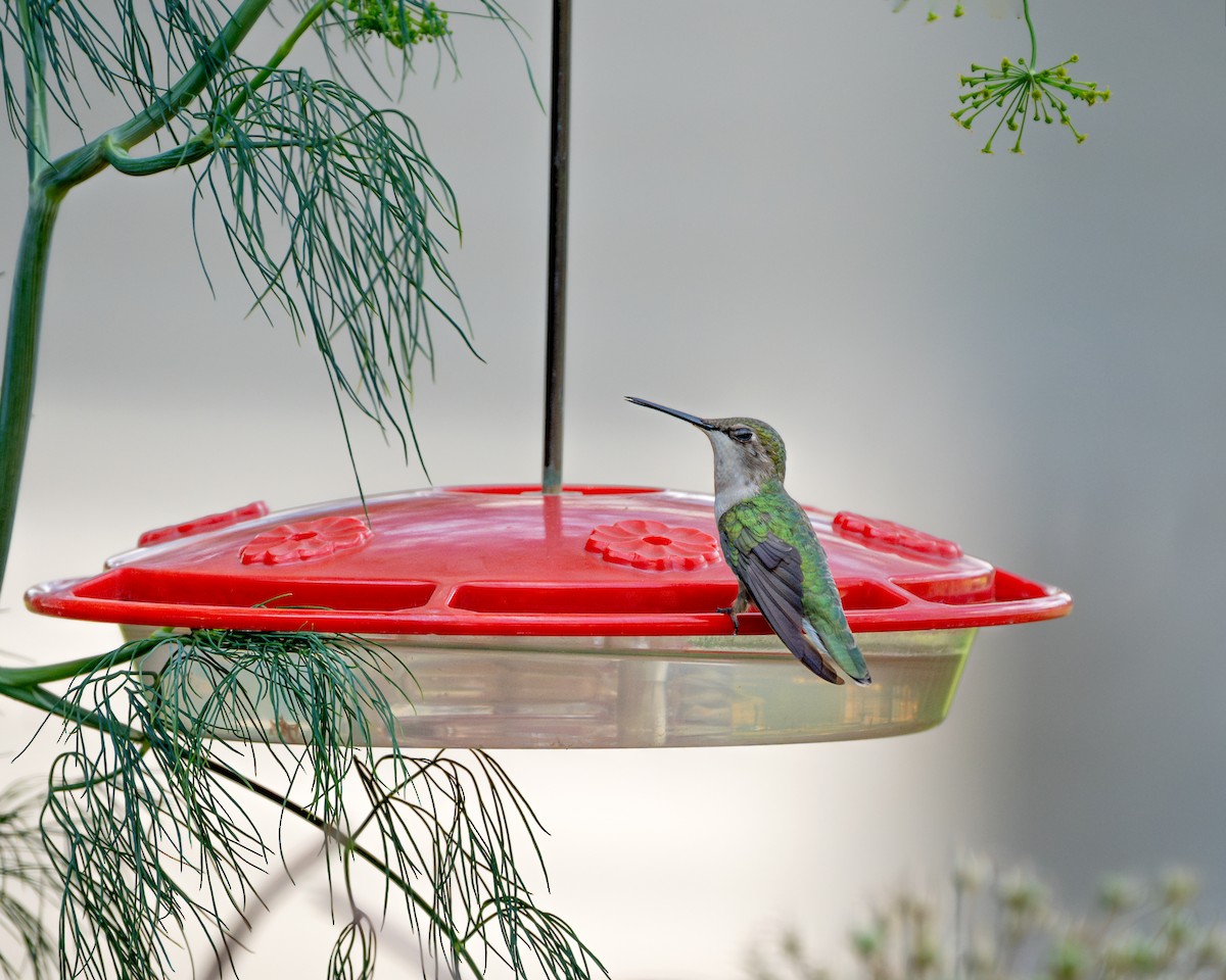 Ruby-throated Hummingbird - ML620624410
