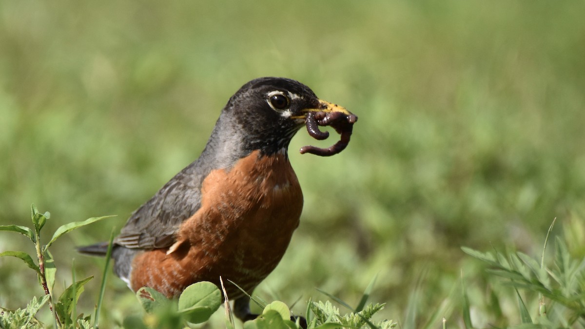 American Robin - ML620624412