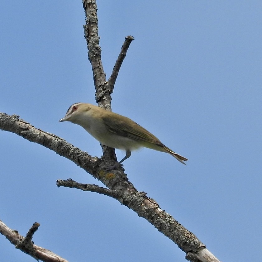 rødøyevireo - ML620624414