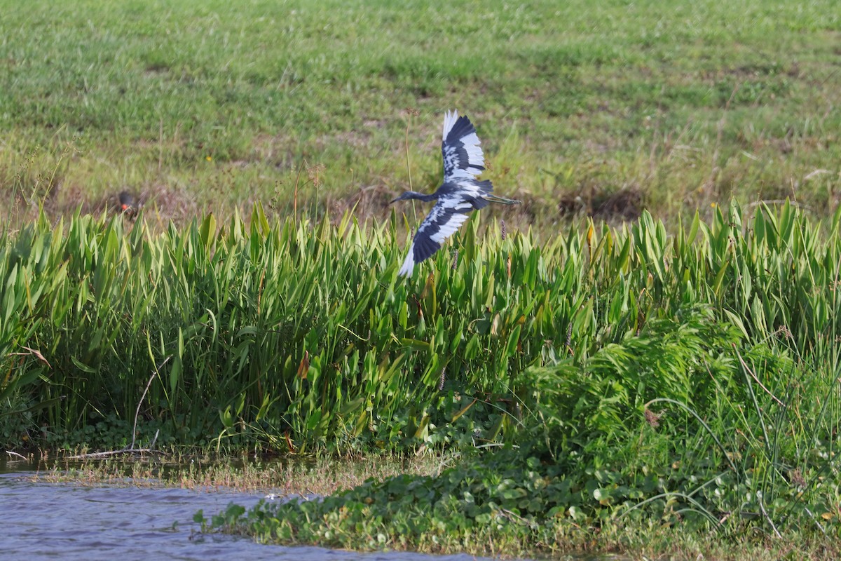 Little Blue Heron - ML620624415