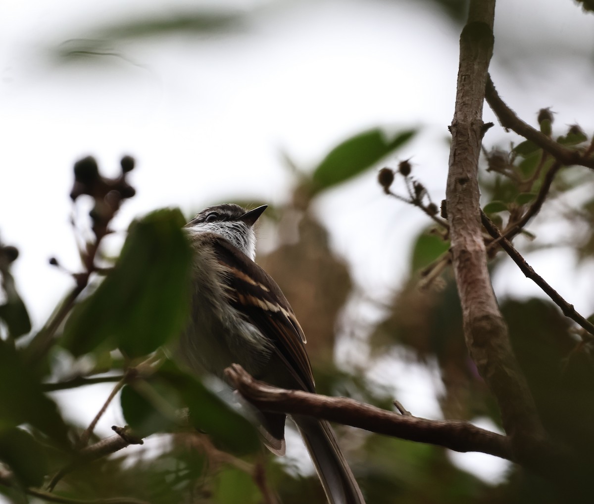 White-throated Tyrannulet - ML620624416