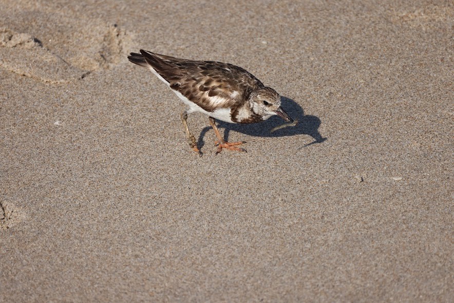 Ruddy Turnstone - ML620624417