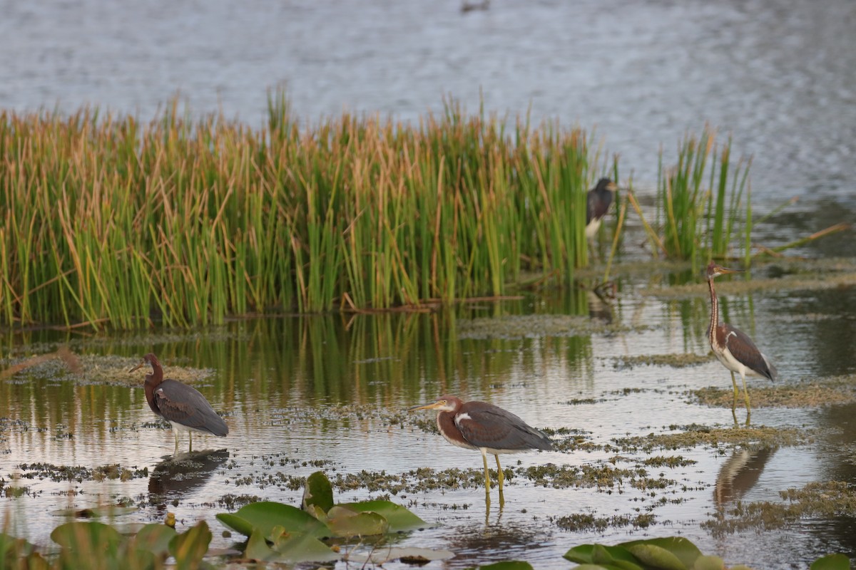 Tricolored Heron - ML620624422