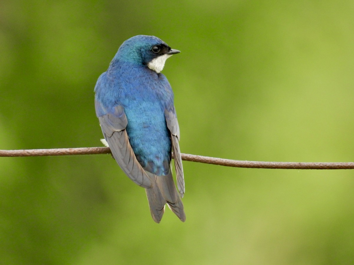 Golondrina Bicolor - ML620624423