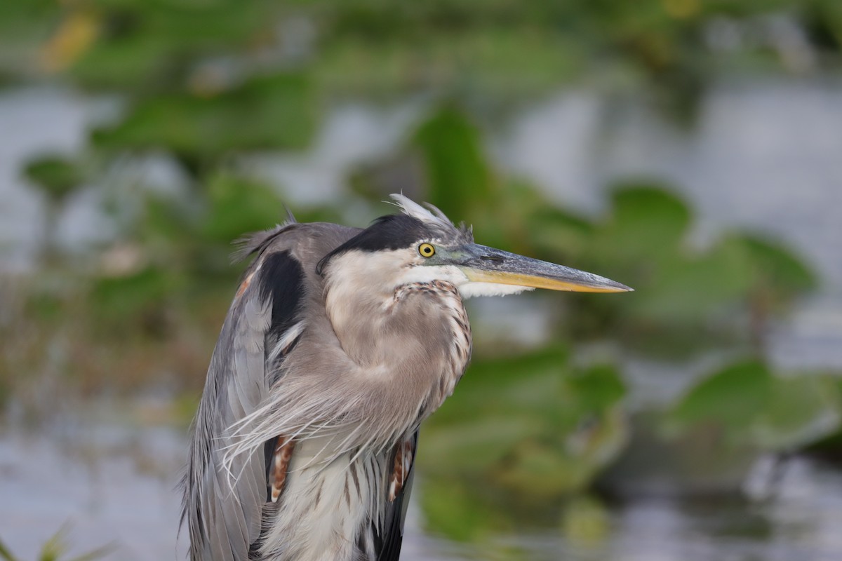 Great Blue Heron - ML620624429