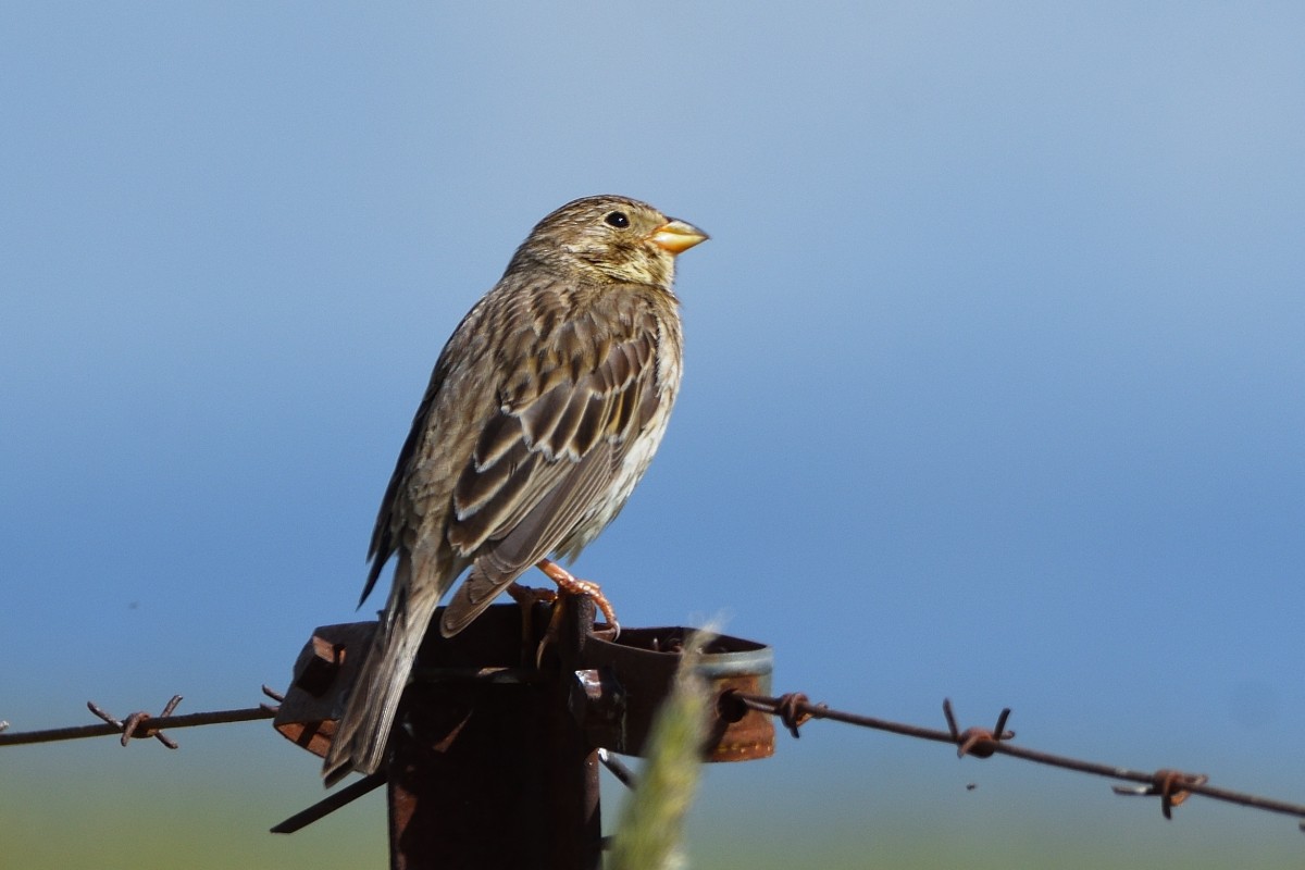 Corn Bunting - ML620624432