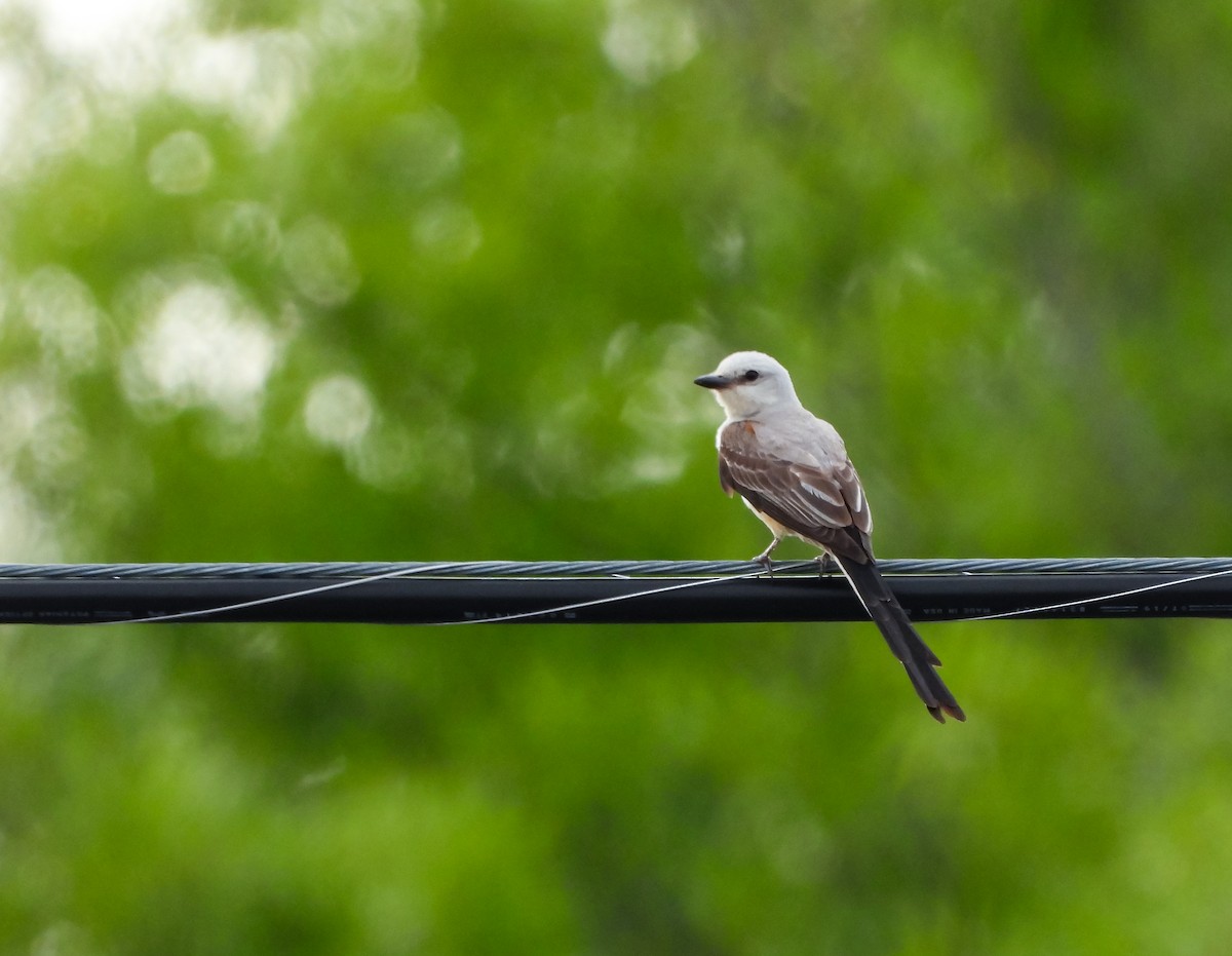 Scissor-tailed Flycatcher - ML620624433